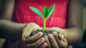 Hands holding plant