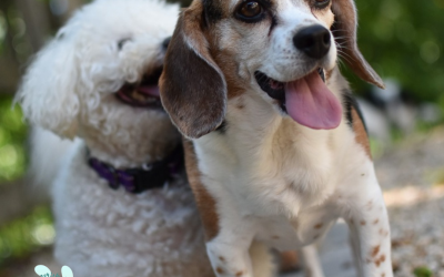 Charitable Journeys: House With A Heart – Medical Grants for Senior Pets