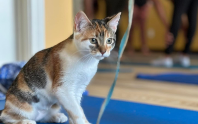 Charitable Journeys: Kyla Remus and New Beginnings Animal Rescue